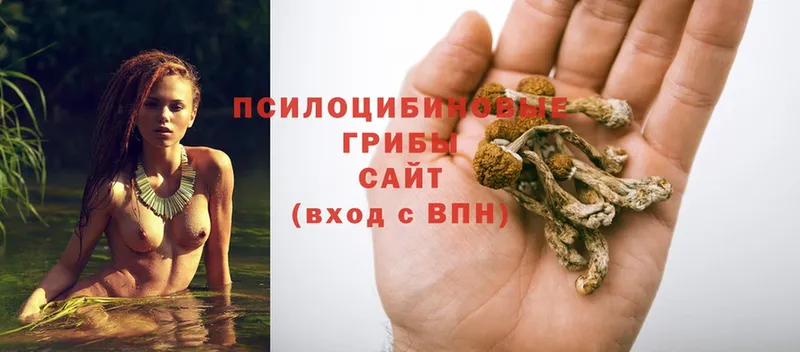 Галлюциногенные грибы Cubensis  Старая Русса 